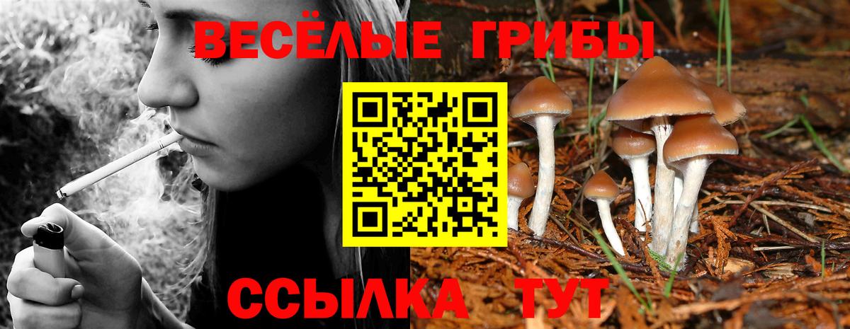 Галлюциногенные грибы Psilocybe Каменка